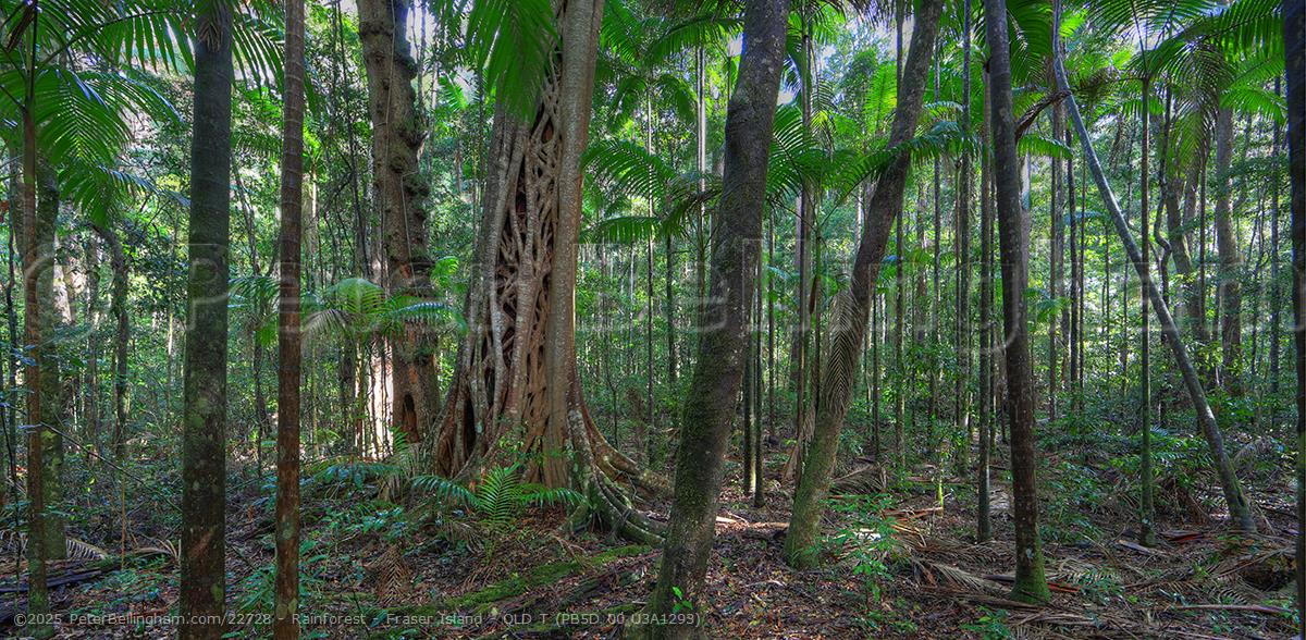 Peter Bellingham Photography Rainforest - Fraser Island - QLD T (PB5D 00 U3A1293)